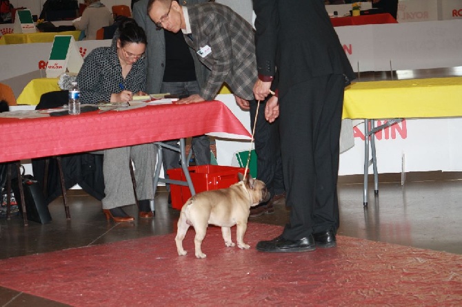 L'Odyssée D'Héraclés - spécial Bouledogue Perpignan le 28/01/2017