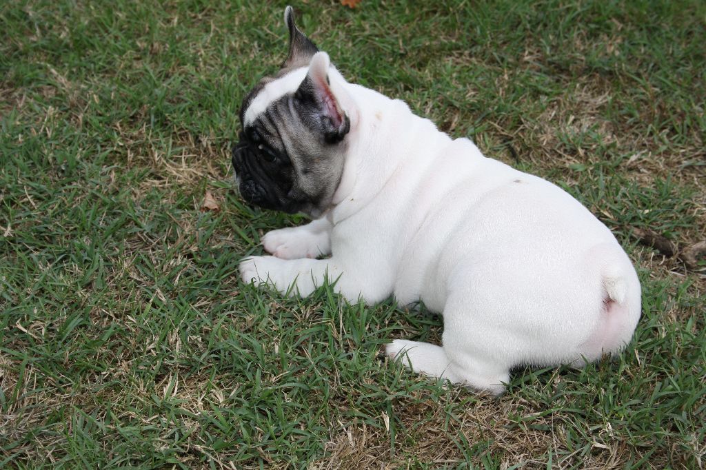 L'Odyssée D'Héraclés - Chiots disponibles - Bouledogue français