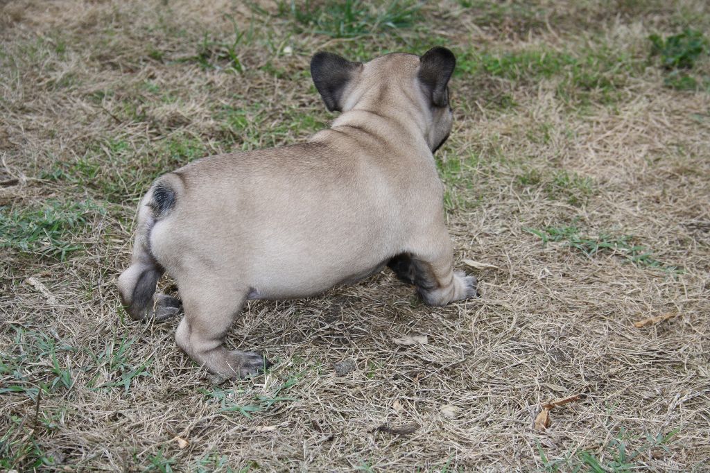 L'Odyssée D'Héraclés - Chiots disponibles - Bouledogue français